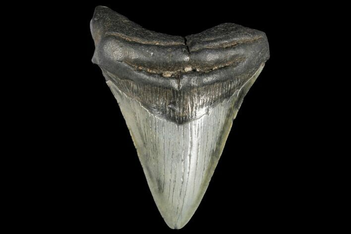 Bargain, Fossil Megalodon Tooth - South Carolina #130707